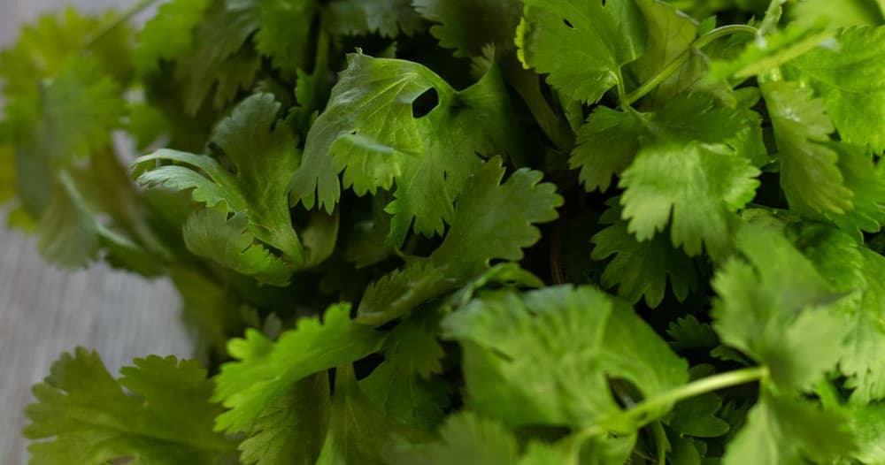 Cilantro Substitute Punchfork