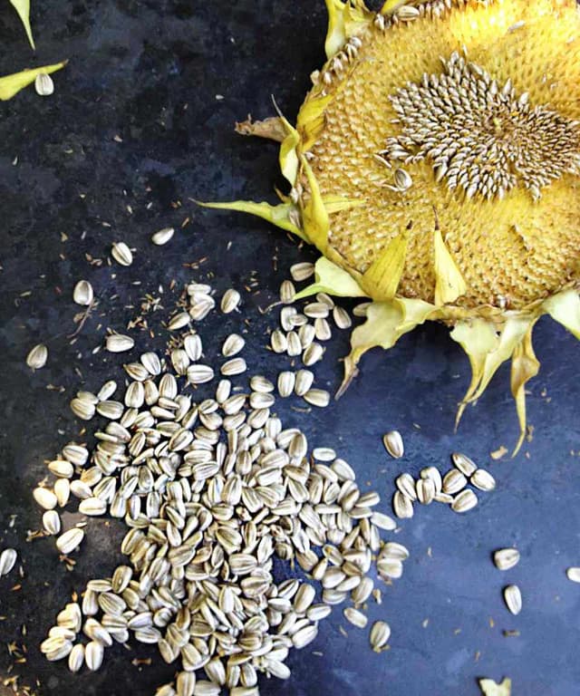 How to Harvest and Roast (In Shell) Sunflower Seeds Punchfork