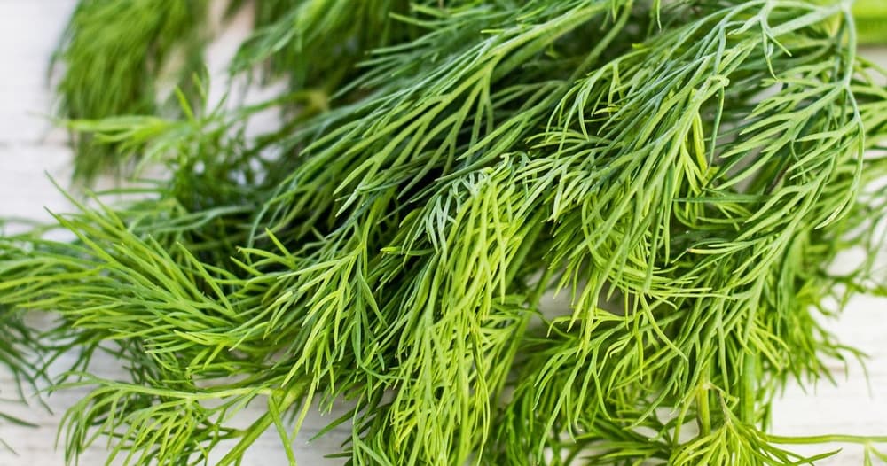 Dried Dill, Fennel Fronds Punchfork